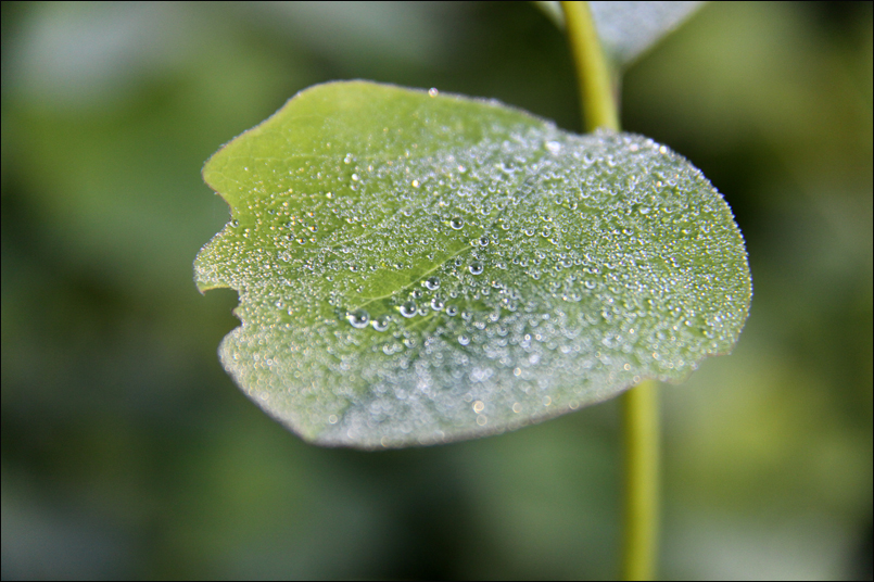 Natur_Tanja_Stiebing_-_Fotografin-001
