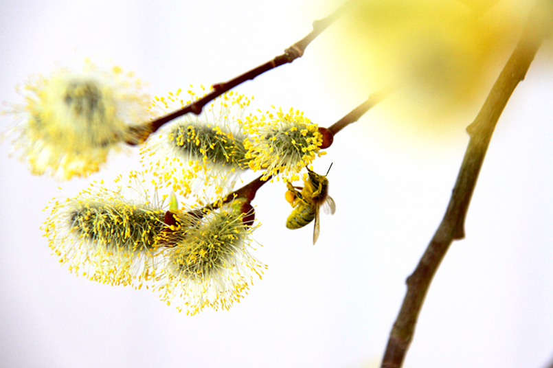 Natur_Tanja_Stiebing_-_Fotografin-032