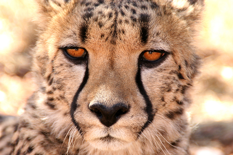 Tiere_Afrikas_Tanja_Stiebing_-_Fotografin-003