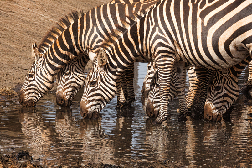 Tiere_Afrikas_Tanja_Stiebing_-_Fotografin-007