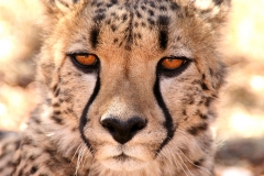 Tiere_Afrikas_Tanja_Stiebing_-_Fotografin-003