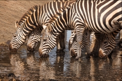 Tiere_Afrikas_Tanja_Stiebing_-_Fotografin-007