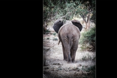 Tiere_Afrikas_Tanja_Stiebing_-_Fotografin-021