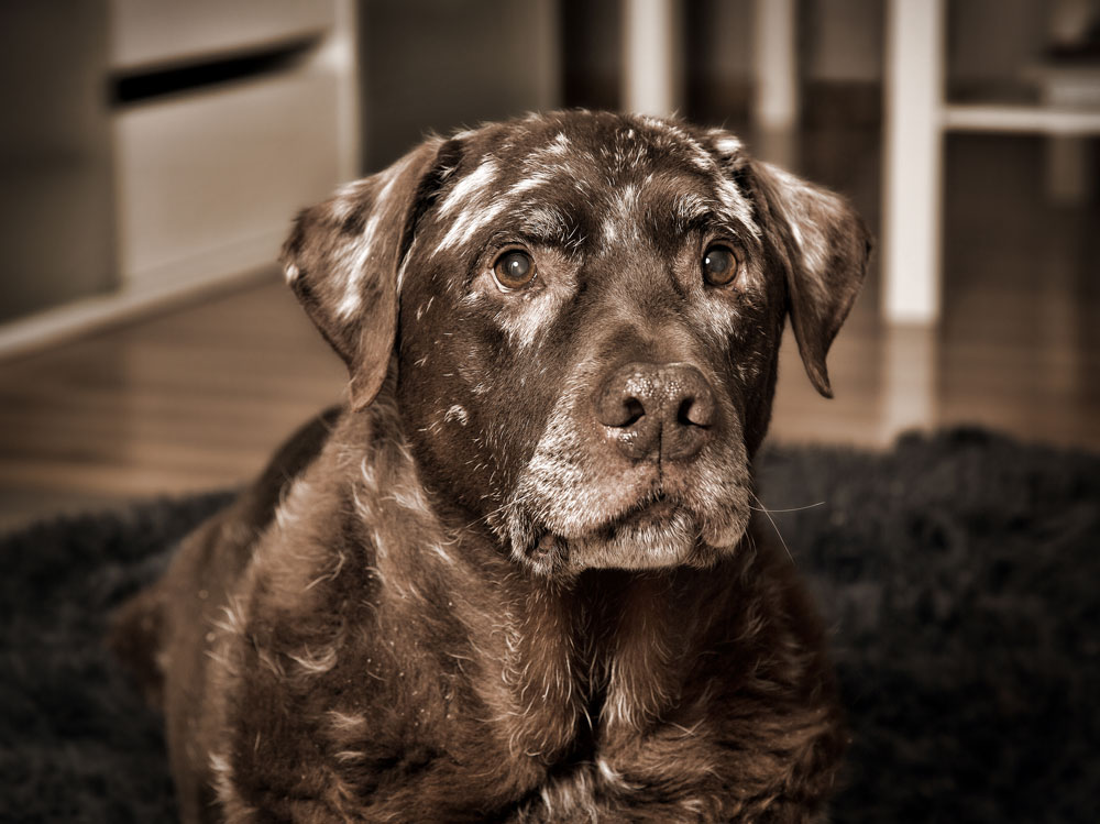 Tiere_11