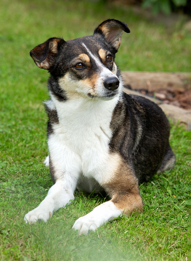 Tiere_12