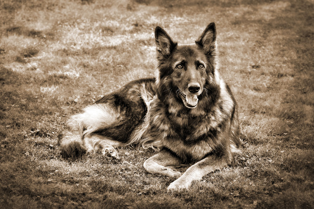 Tiere_15