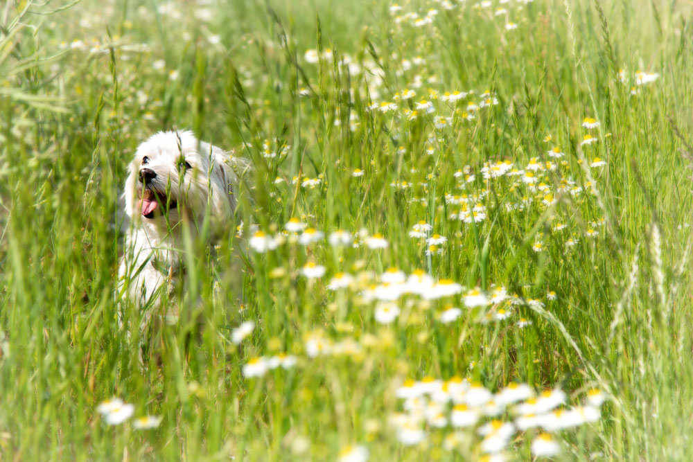 Tiere_16