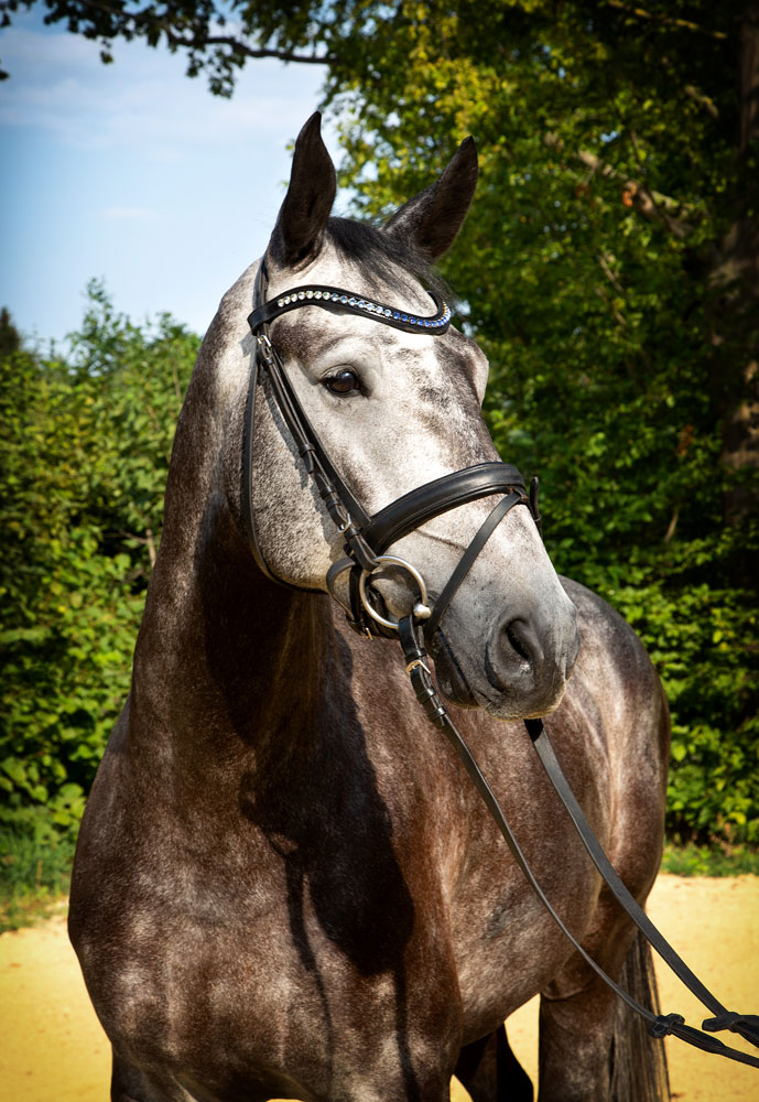 Tiere_29
