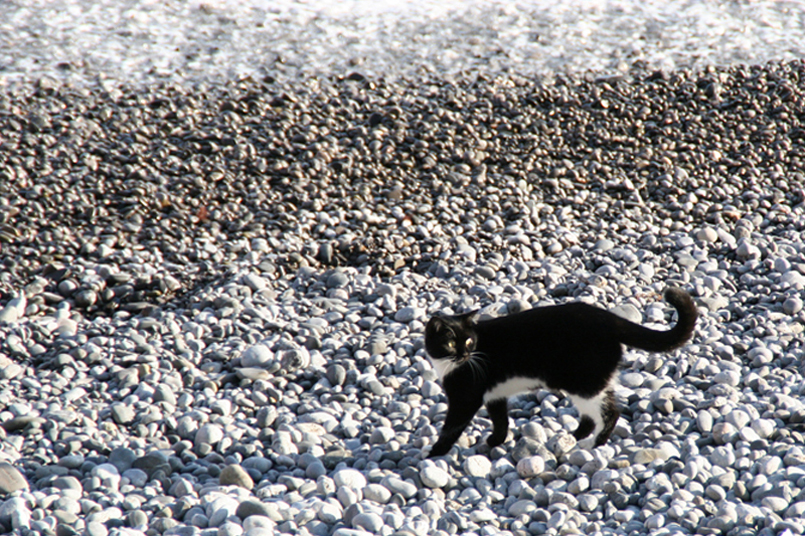 Tiere_41