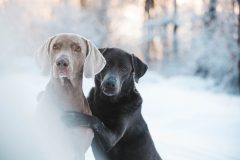 Tiere_01