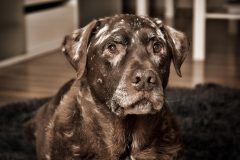 Tiere_11