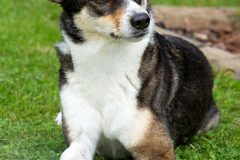 Tiere_12