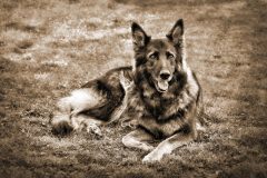 Tiere_15