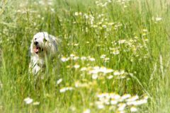 Tiere_16