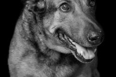 Tiere_23