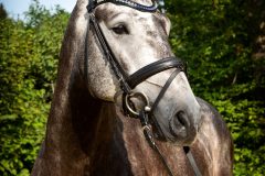 Tiere_29