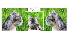 Tiere_35