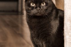 Tiere_36