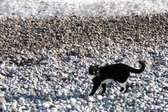 Tiere_41