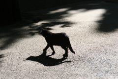 Tiere_42