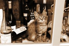Tiere_43